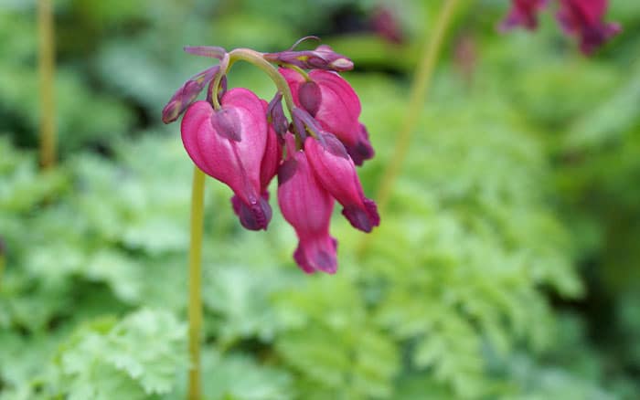 Dicentra-‘King-of-Hearts’-(bleeding-heart) Rose-petal-salad-2