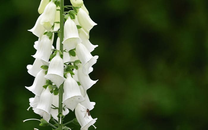 Digitalis-purpurea-(white-flowered-foxglove) Rose-petal-salad-2