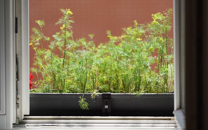 window box