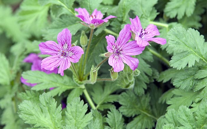 Erodium-manescavii-(Manescau-storksbill) Rose-petal-salad-2