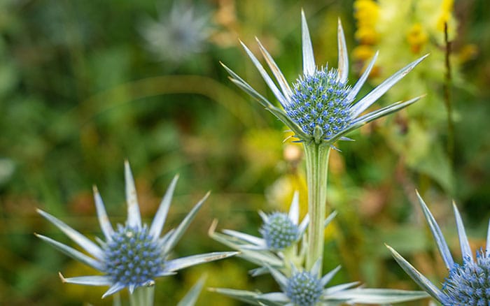 Eryngium-bourgatii-Mediterranean-sea-holly Rose-petal-salad-2