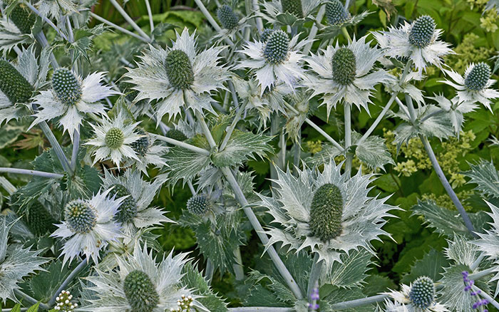 Eryngium-giganteum-(Miss-Willmott’s-ghost) Rose-petal-salad-2