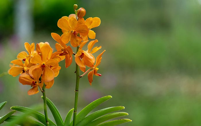 Erysimum-×-marshallii-‘Orange-Monarch’ Rose-petal-salad-2