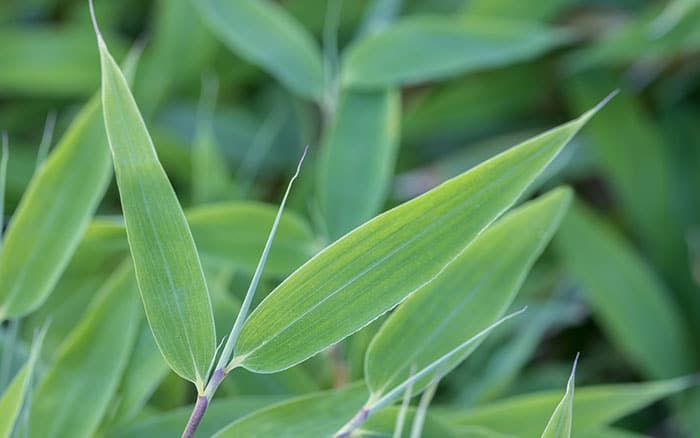 Fargesia-murielae-(umbrella-bamboo) Lavender-sprigs-in-lemon-drink
