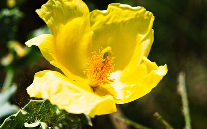 Glaucium-flavum-(yellow-horned-poppy) Rose-petal-salad-2