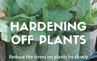 Top job for June - Hardening off plants