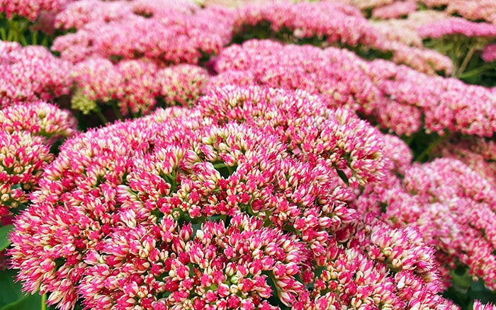 Hylotelephium-Herbstfreude-Group-sedum Rose-petal-salad-2