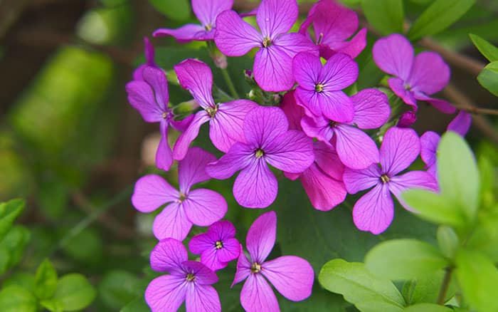 Lunaria-annua-(honesty) Rose-petal-salad-2