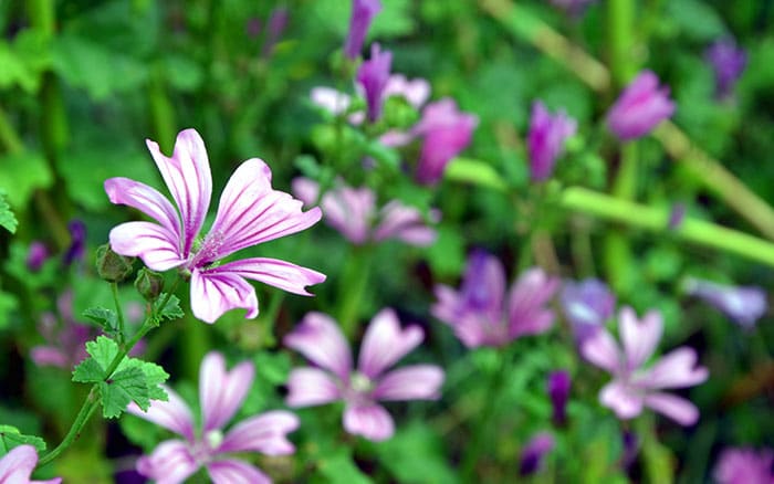 Malva-sylvestris-common-mallow Rose-petal-salad-2