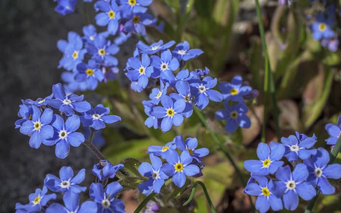 Myosotis-sylvatica-‘Bluesylva’-(Sylva-Series)-(forget-me-not) Rose-petal-salad-2