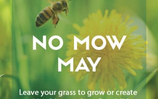 No Mow May for wildlife