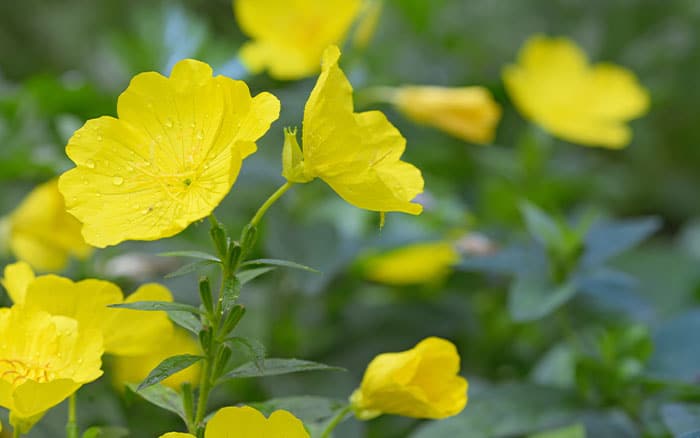 Oenothera-biennis-(common-evening-primrose) Rose-petal-salad-2