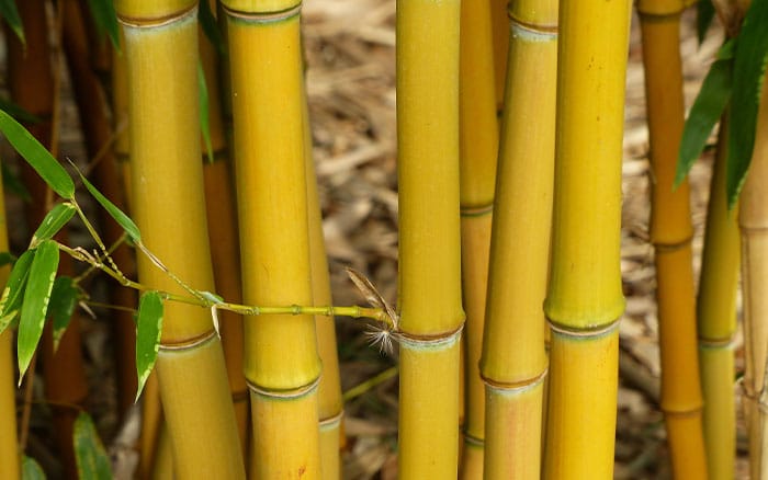 Phyllostachys-aureosulcata-(showy-yellow-groove-bamboo) Lavender-sprigs-in-lemon-drink