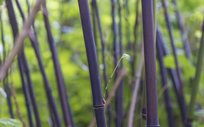 Phyllostachys-nigra-(black-bamboo) Lavender-sprigs-in-lemon-drink