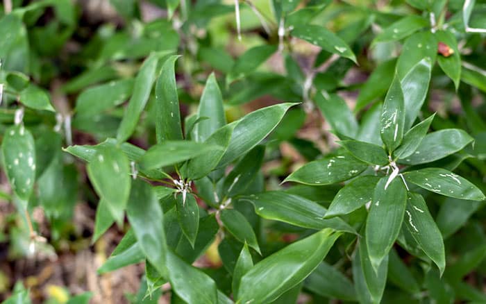 Shibataea-kumasaca-(ruscus-leaved-bamboo) Lavender-sprigs-in-lemon-drink