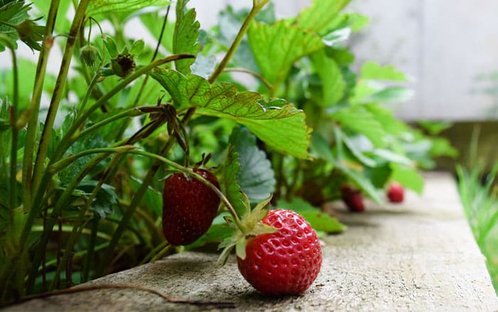 strawberries for window box