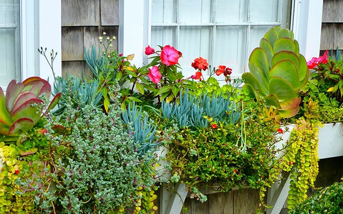 succulent window box
