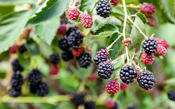 Thornless-blackberry Rose-petal-salad-2