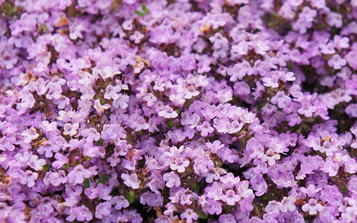 Rose-petal-salad-2
