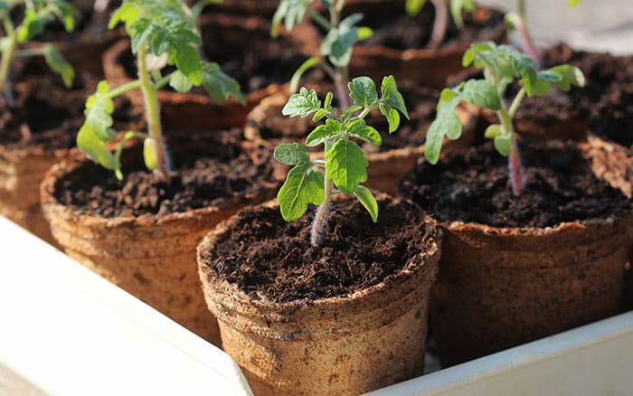 Tomato seedlings growing