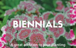 Top ten biennials to grow in your garden