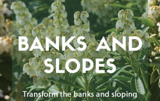 Top ten plants for banks and slopes