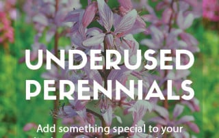 Top underused or uncommon perennials