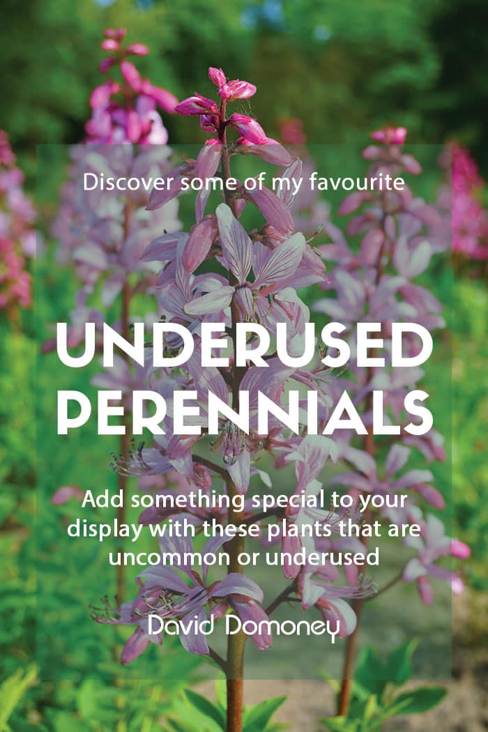 Top underused or uncommon perennials
