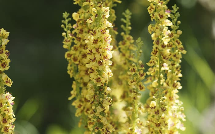 Verbascum-nigrum-(dark-mullein) Rose-petal-salad-2