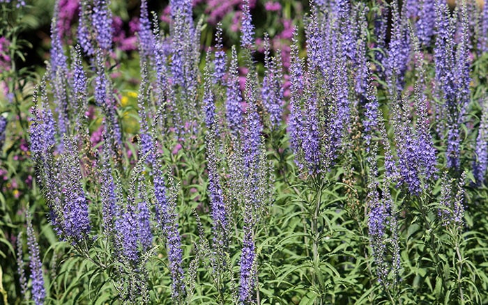Veronica-longifolia-(garden-speedwell) Rose-petal-salad-2