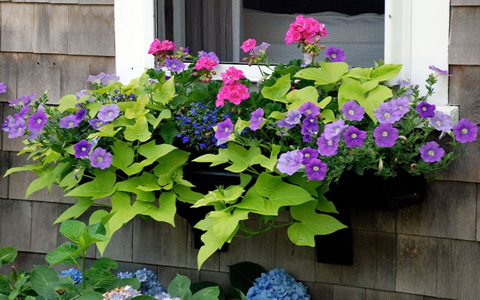windowbox flowering
