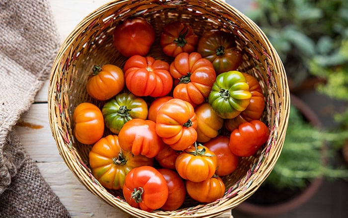 Beefsteak-tomato-‘Costoluto-Fiorentino’ Rose-petal-salad-2
