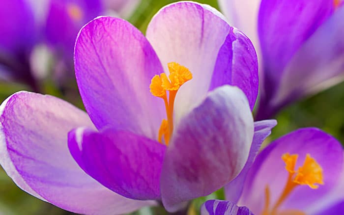 Crocus-‘Vanguard’ Rose-petal-salad-2