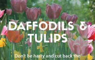 Cutting back and dividing daffodils and tulips