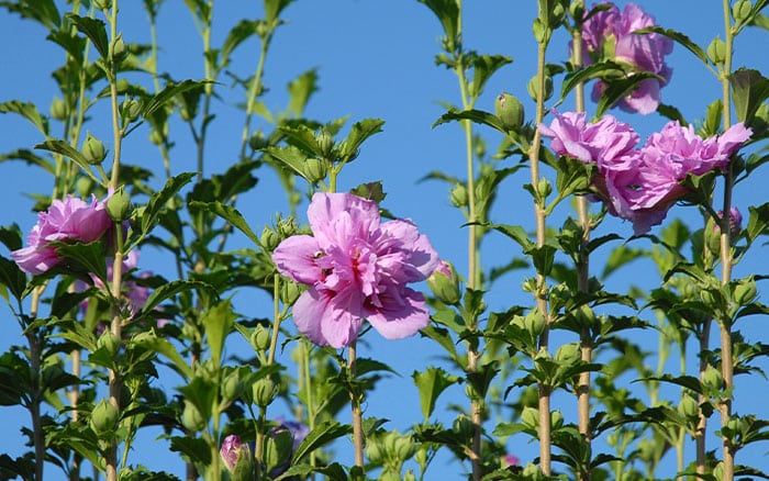 Rose-petal-salad-2