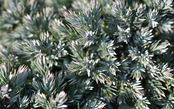 Juniperus-squamata-(flaky-Juniper)-‘Blue-Star’ Rose-petal-salad-2