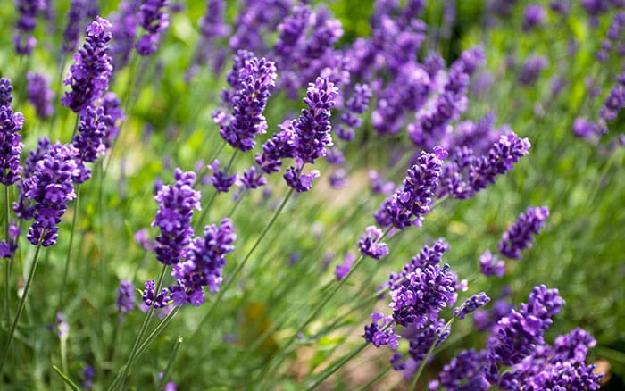 Lavandula-angustifolia-(English-lavender)-‘Imperial-Gem’ Rose-petal-salad-2