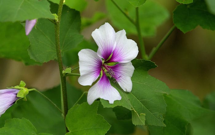 Rose-petal-salad-2