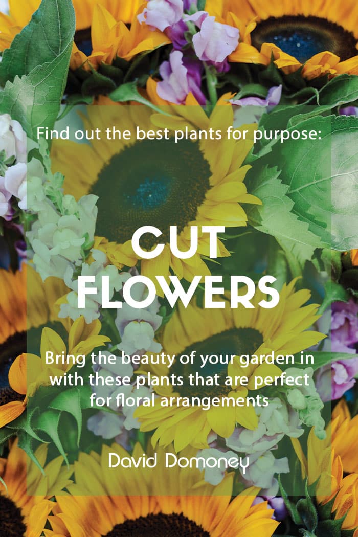 Plants for purpose - Top plants for cut flowers