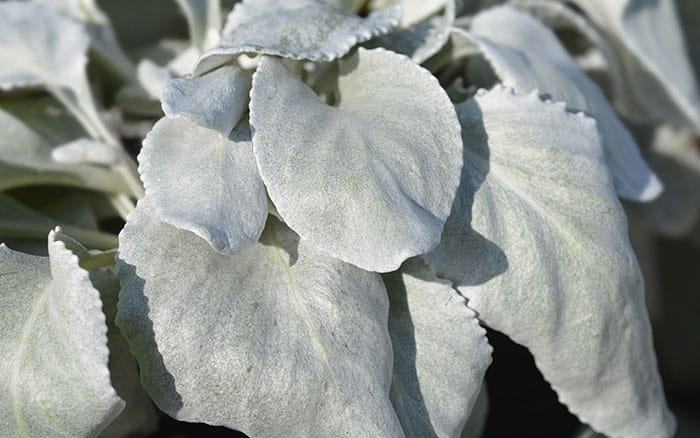 Senecio-candidans-(angel-wings)-‘Senaw’ Rose-petal-salad-2
