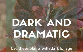 Top plants for dark and dramatic planting schemes