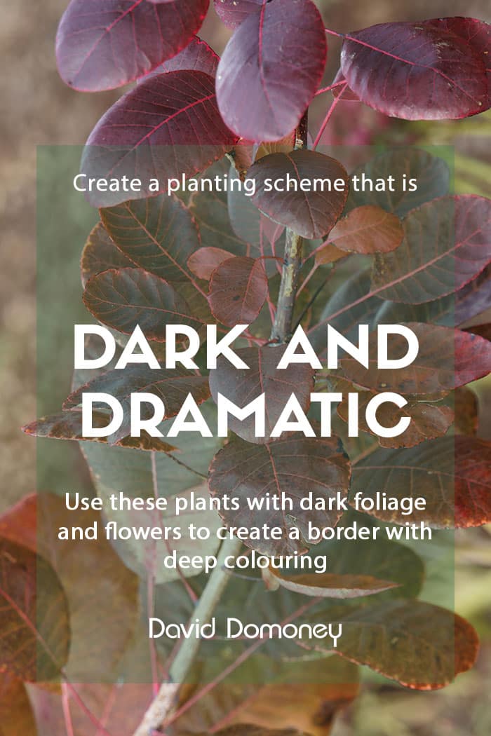 Top plants for dark and dramatic planting schemes