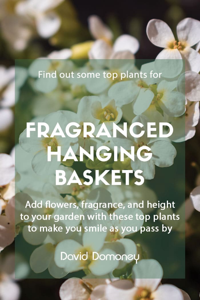 Top plants for fragranced hanging baskets
