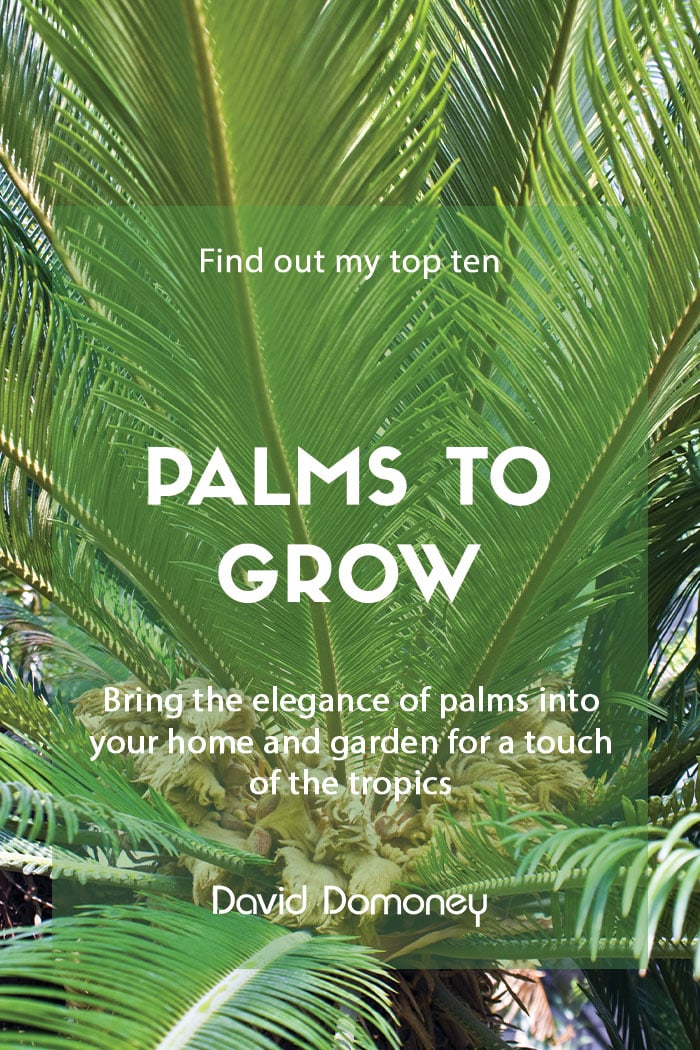 Top ten palms to grow in your garden and home