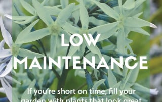 Top ten plants for low maintenance gardens