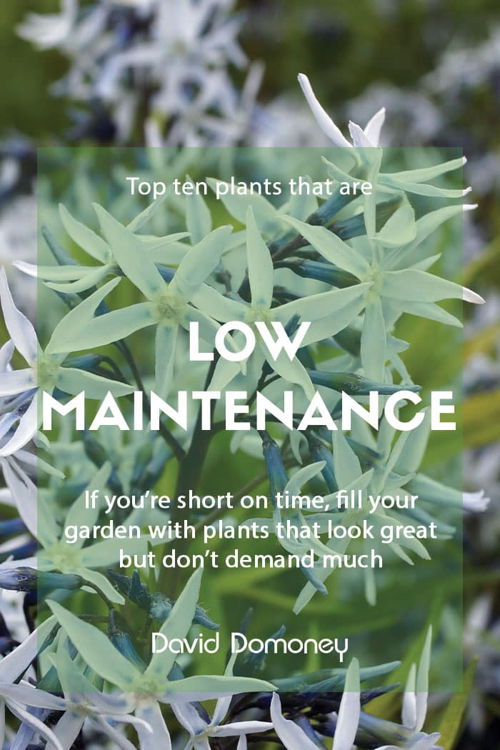 Top ten plants for low maintenance gardens