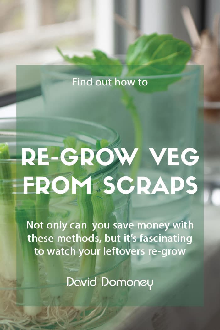 Vegetables to regrow from scraps and leftovers