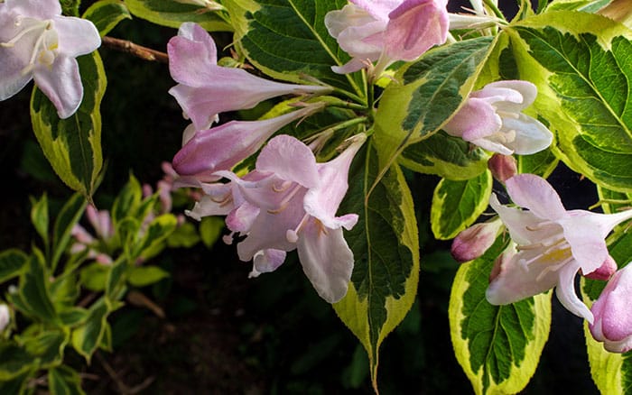 Weigela-(weigela)-‘Florida-Variegata’ Rose-petal-salad-2