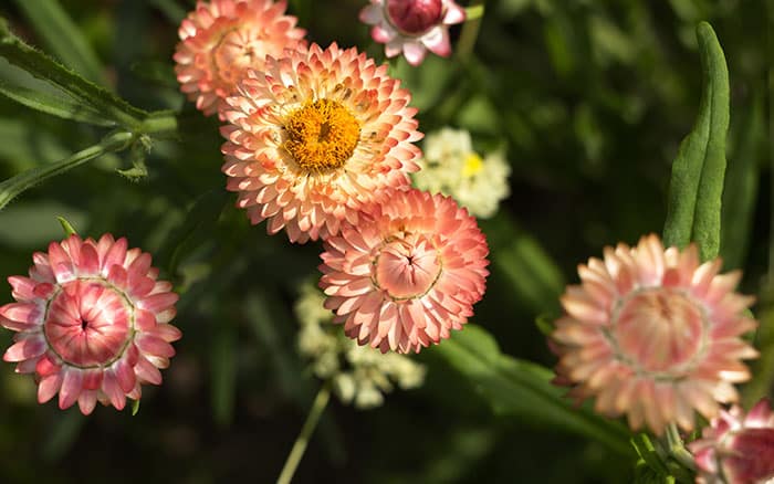 Rose-petal-salad-2