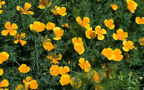 Californian Poppy